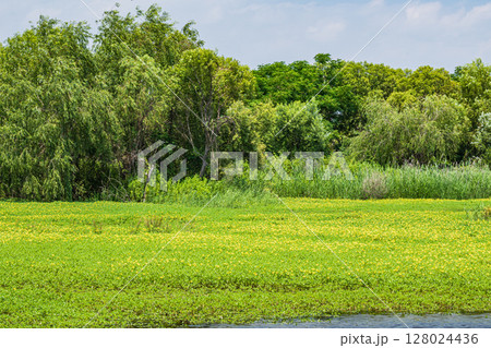 オオバナミズキンバイ 128024436