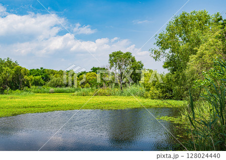 オオバナミズキンバイ 128024440