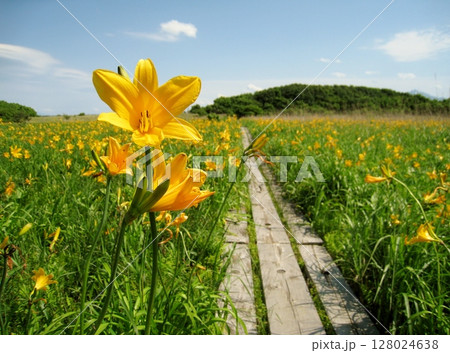 ベンセ湿原のニッコウキスゲ(青森県) ベンセ湿原のニッコウキスゲ(青森県) 128024638