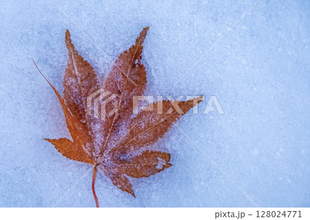 霜のついたカラフルな落ち葉 霜のついたカラフルな落ち葉 128024771