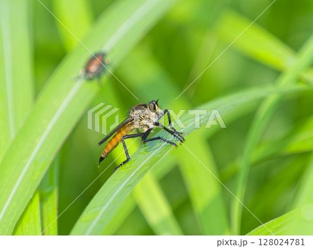 葉にとまるシオヤアブ 128024781
