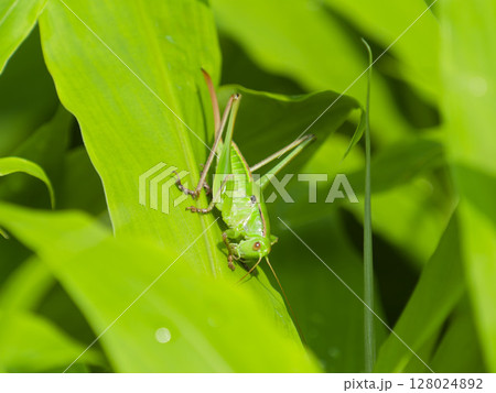ミョウガの葉にとまるメスのキリギリスの終齢幼虫 128024892
