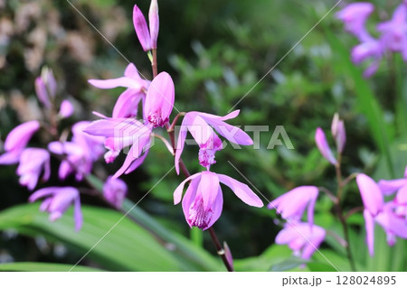 紫蘭の花 紫蘭の花 128024895