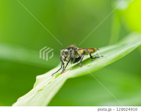 ミョウガの葉で獲物を待つシオヤアブ ミョウガの葉で獲物を待つシオヤアブ 128024910