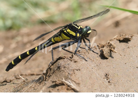 コオニヤンマ（メス） 128024918