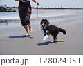 飼い主と海で楽しそうに走る犬 128024951