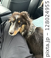 車で膝の上に頭を乗せる子犬 128024955