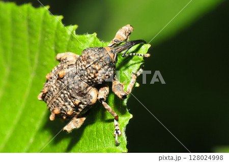 マダラアシゾウムシ 128024998