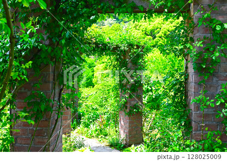 ACAO FORESTの景色 128025009