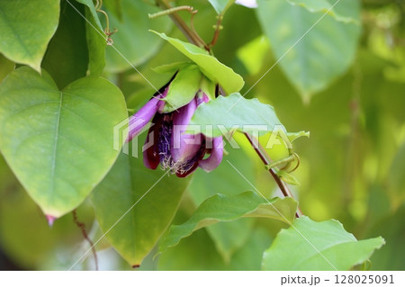 トケイソウアラタの花 128025091