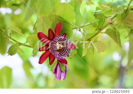 鮮やか トケイソウアラタの花 鮮やか トケイソウアラタの花 128025093