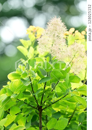 夕日に輝くスモークツリー 128025152