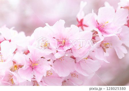 小彼岸桜 128025380