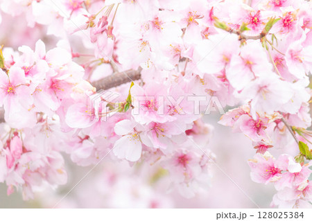 小彼岸桜 小彼岸桜 128025384