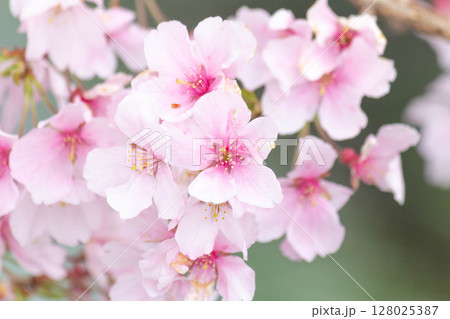 小彼岸桜 小彼岸桜 128025387