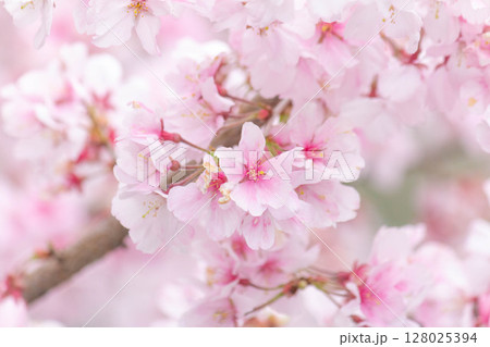 小彼岸桜 128025394