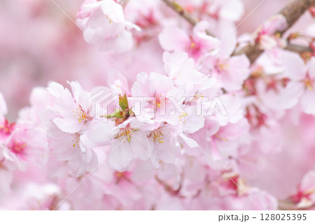 小彼岸桜 128025395