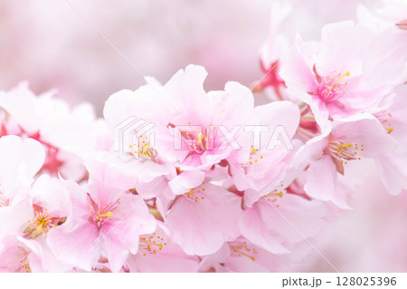 小彼岸桜 小彼岸桜 128025396