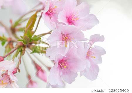 小彼岸桜 128025400