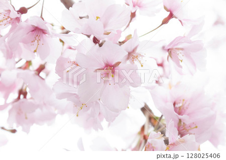 小彼岸桜 128025406