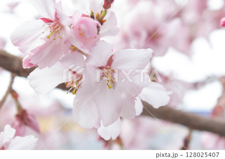 小彼岸桜 128025407