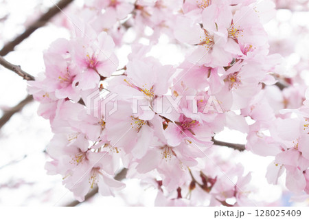 小彼岸桜 小彼岸桜 128025409
