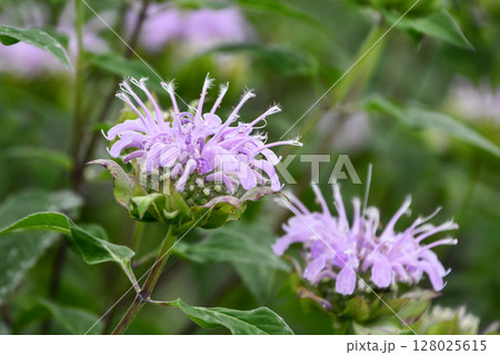 ワイルドベルガモット Wild Bergamot ワイルドベルガモット Wild Bergamot 128025615