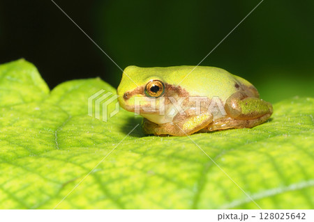 ニホンアマガエルの幼体 ニホンアマガエルの幼体 128025642