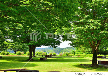 西方ふれあいパーク　木陰　西方総合公園　栃木市 128025655