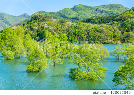 岩手 錦秋湖の水没林 岩手 錦秋湖の水没林 128025849