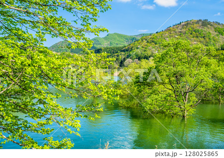 岩手 錦秋湖の水没林 岩手 錦秋湖の水没林 128025865