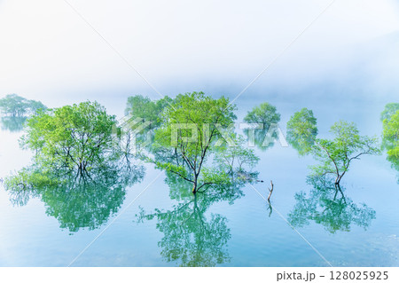 岩手 錦秋湖 朝靄に包まれる水没林 岩手 錦秋湖 朝靄に包まれる水没林 128025925