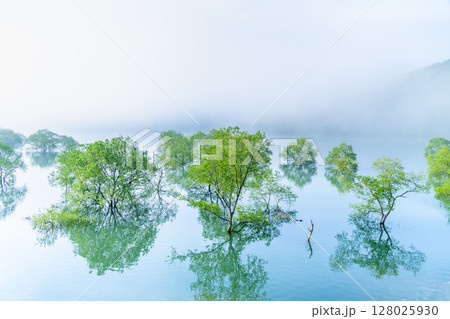 岩手 錦秋湖 朝靄に包まれる水没林 岩手 錦秋湖 朝靄に包まれる水没林 128025930