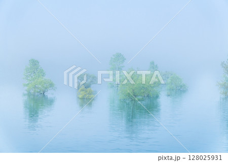 岩手 錦秋湖 朝靄に包まれる水没林 岩手 錦秋湖 朝靄に包まれる水没林 128025931