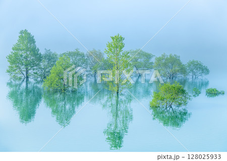 岩手 錦秋湖 朝靄に包まれる水没林 岩手 錦秋湖 朝靄に包まれる水没林 128025933
