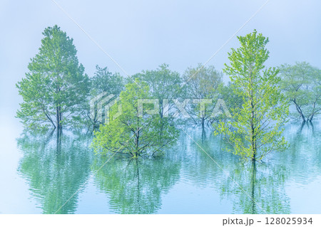 岩手 錦秋湖 朝靄に包まれる水没林 岩手 錦秋湖 朝靄に包まれる水没林 128025934