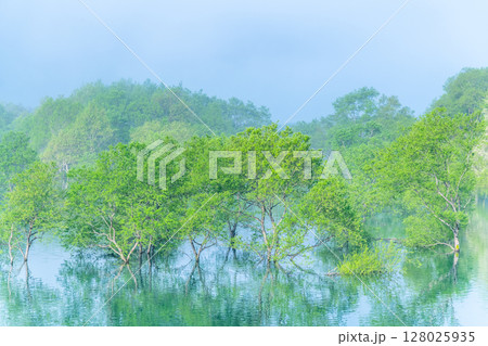 岩手 錦秋湖　朝靄に包まれる水没林 128025935