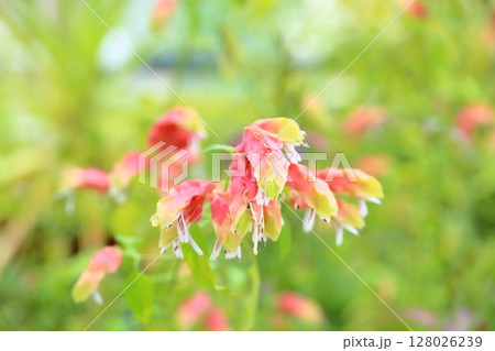 コエビソウの花 128026239