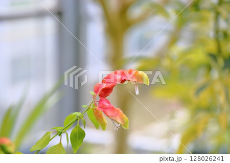 コエビソウの花 128026241