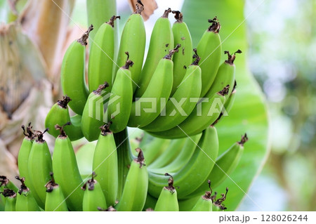 サンジャクバナナの実 サンジャクバナナの実 128026244