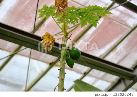 パパイアの実 128026245