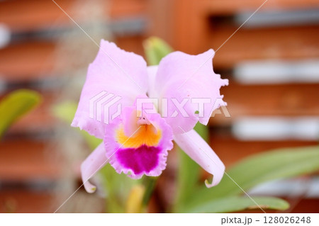 カトレアの花 カトレアの花 128026248