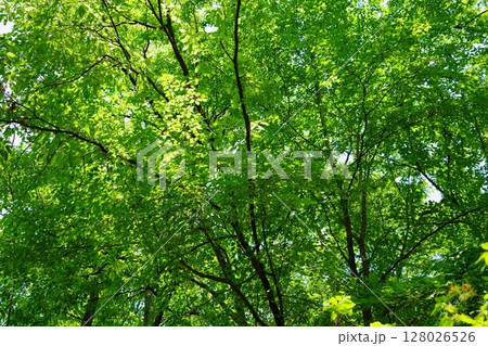 大和民俗公園の新緑のけやき 大和民俗公園の新緑のけやき 128026526