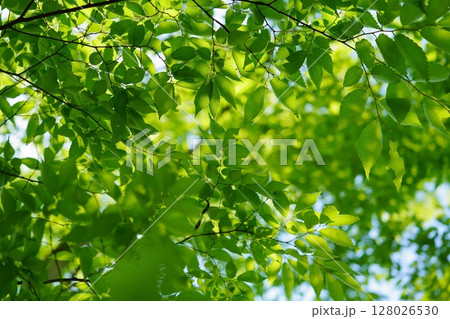 大和民俗公園の新緑のけやき 大和民俗公園の新緑のけやき 128026530