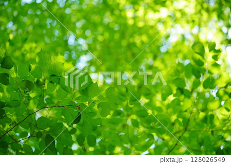 新緑の森の安らぎ 128026549