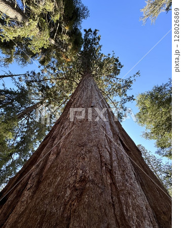 Huge sequoia tree stands alone against the background of a blue tree, bottom view, vertical photo Huge sequoia tree stands alone against the background of a blue tree, bottom view, vertical photo 128026869