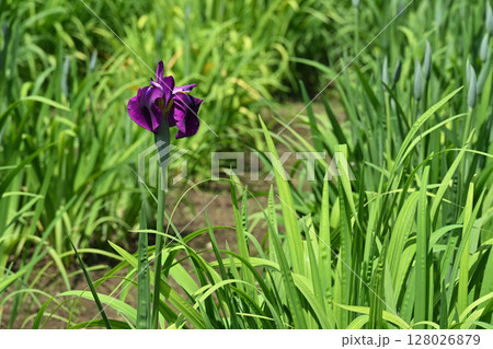 紅葉山・花菖蒲 紅葉山・花菖蒲 128026879