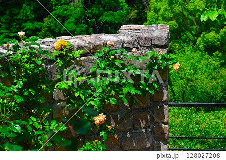 ACAO FORESTの景色 ACAO FORESTの景色 128027208