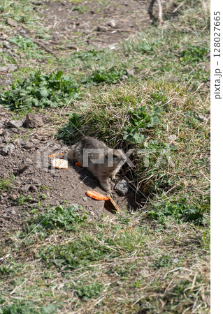 Ground squirrel holding and nibbling a piece of bread in its tiny paws. Wildlife, animal behavior, environmental impact of human food on nature 128027665