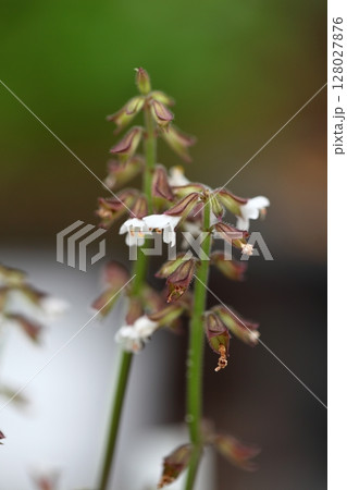 ハルノタムラソウの花 128027876